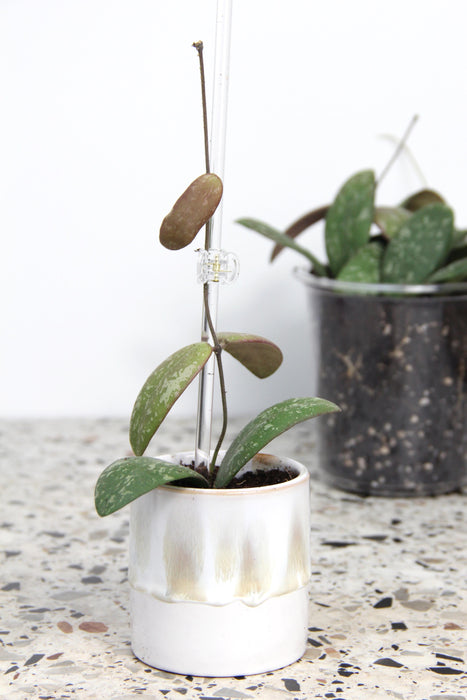 Hoya sigillatis round leaf