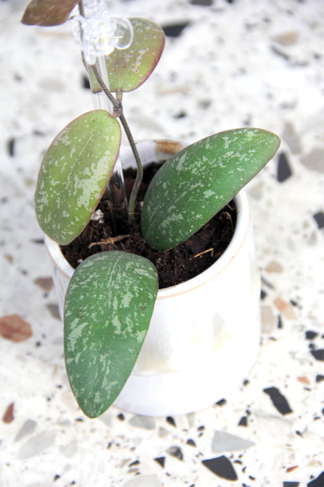 Hoya sigillatis round leaf