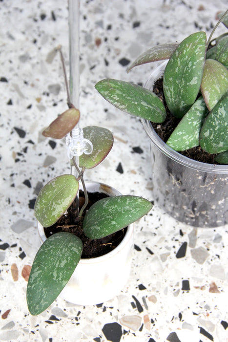 Hoya sigillatis round leaf