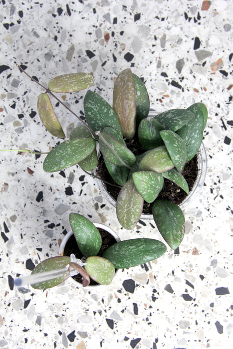 Hoya sigillatis round leaf
