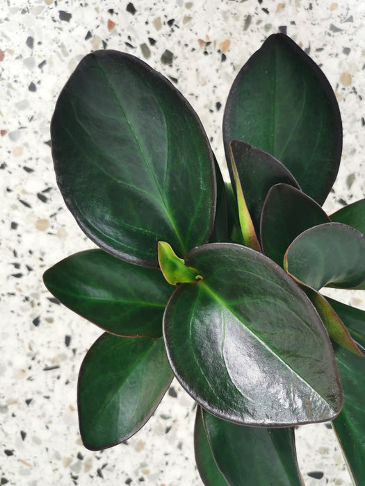 Peperomia red margin