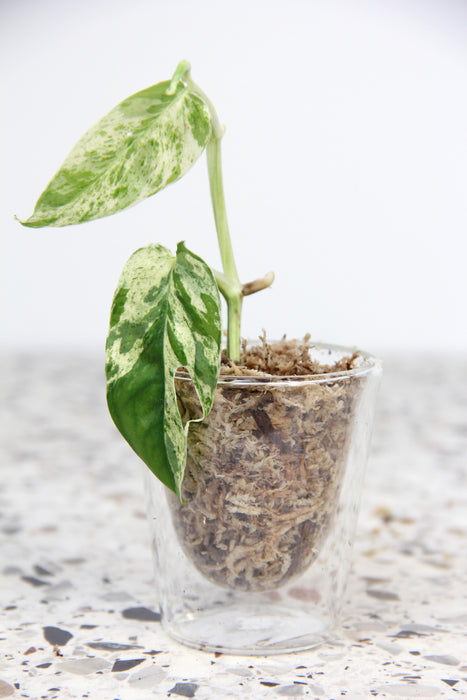 Scindapsus marble variegata