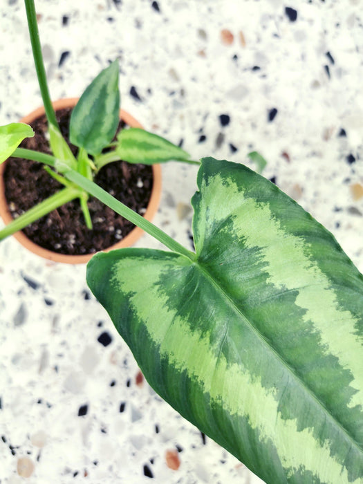 Schismatoglottis wallichii