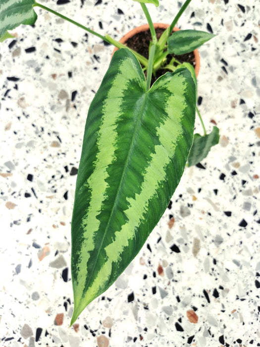 Schismatoglottis wallichii