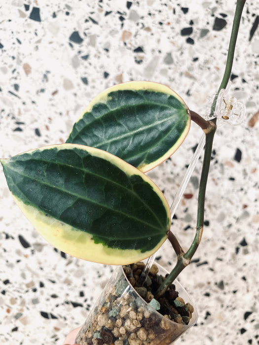 Hoya macrophylla variegata