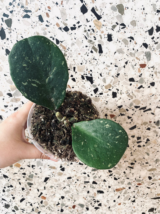 Hoya obovata