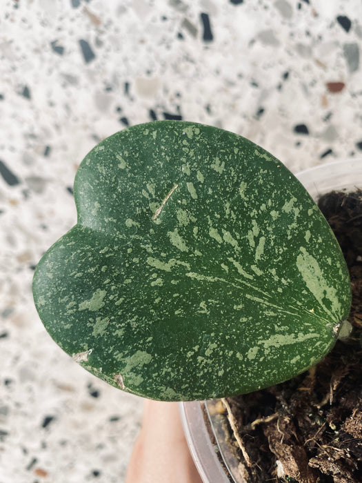 Hoya kerrii splash - medium