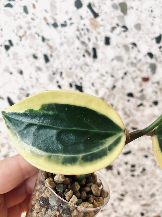 Hoya macrophylla variegata