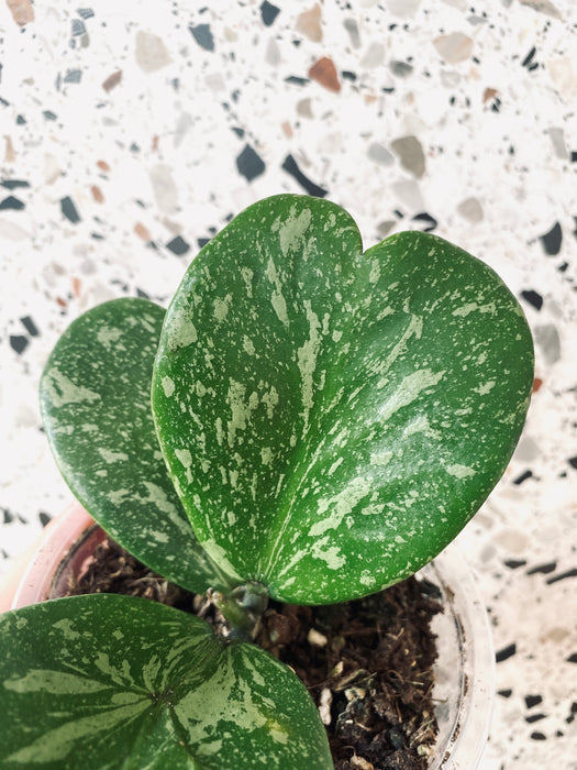 Hoya kerrii splash - medium