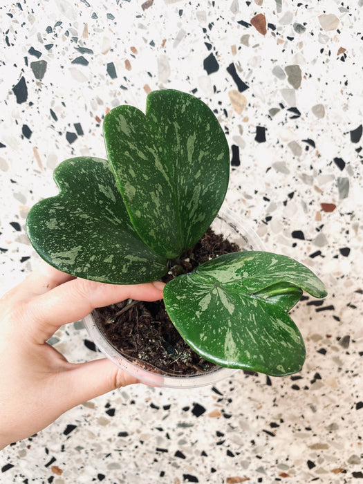 Hoya kerrii splash - medium