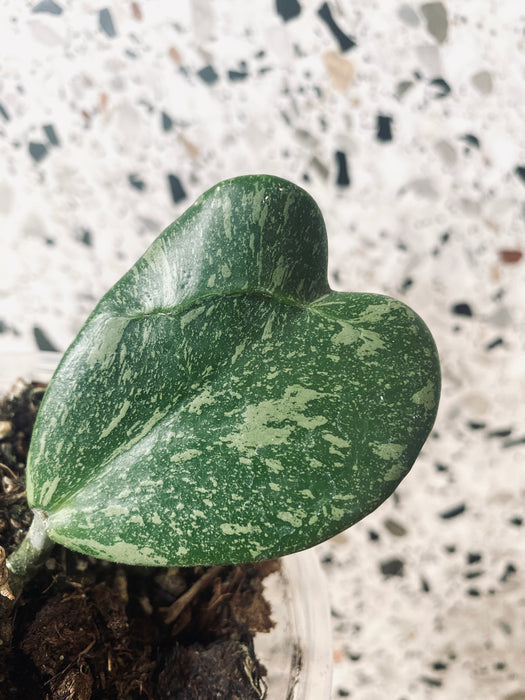 Hoya kerrii splash - medium