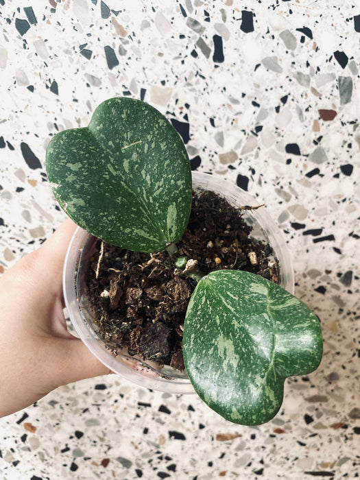 Hoya kerrii splash - medium
