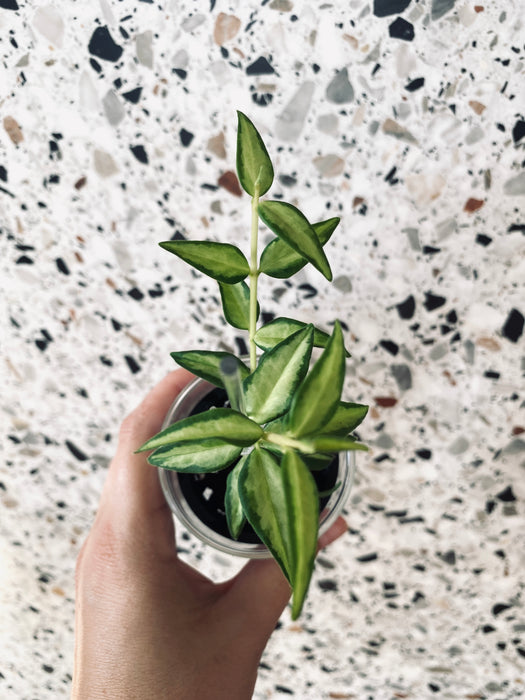 Hoya bella 'Lida Buis'