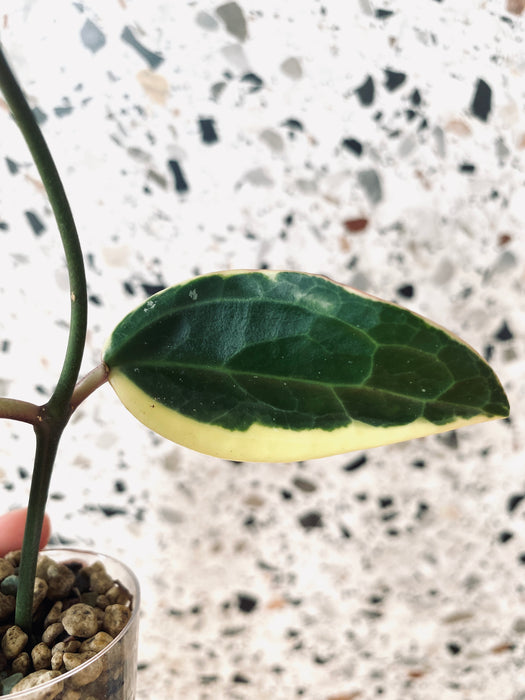 Hoya macrophylla variegata