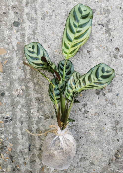 Ctenanthe Amabilis