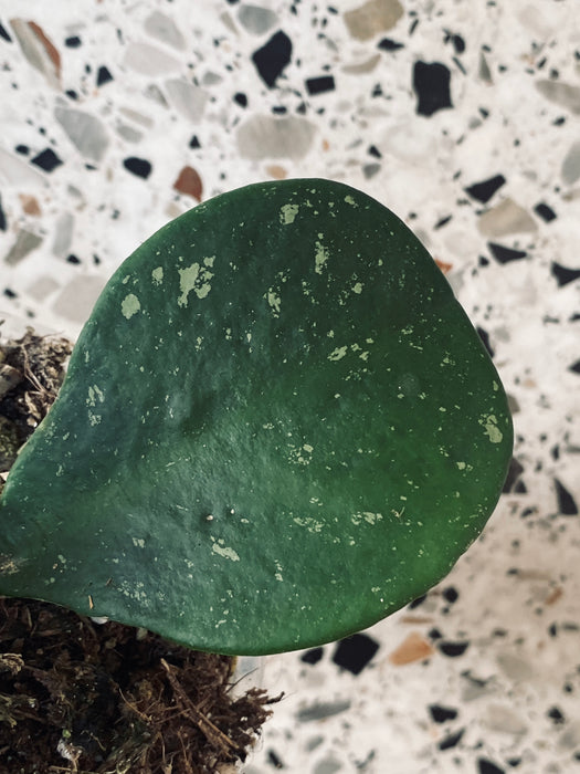 Hoya obovata