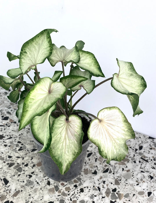 Caladium white delight