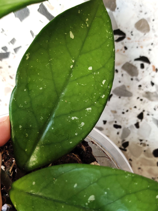 Hoya carnosa