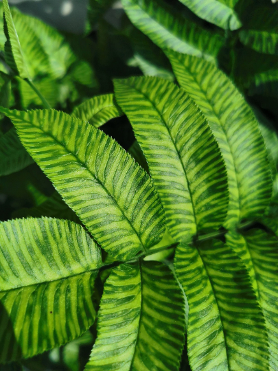 Coniogramme emeiensis