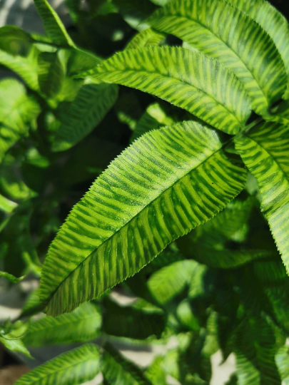 Coniogramme emeiensis