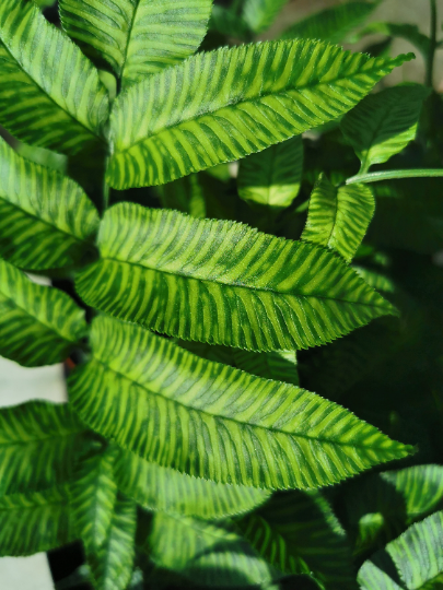 Coniogramme emeiensis