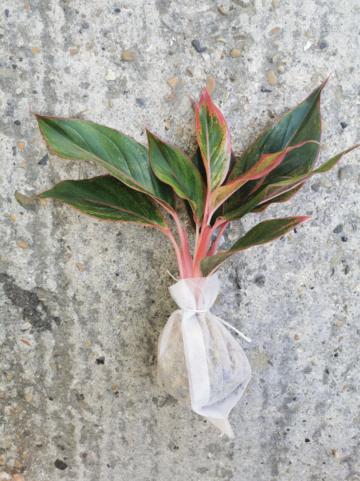 Aglaonema crete