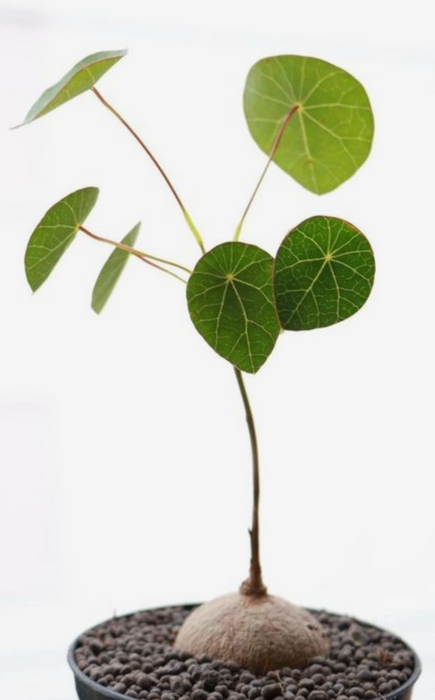 Bulbe de Stephania erecta caudex