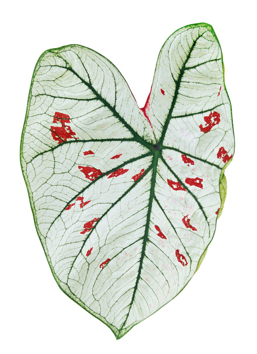 Caladium cranberry star - Tubercule