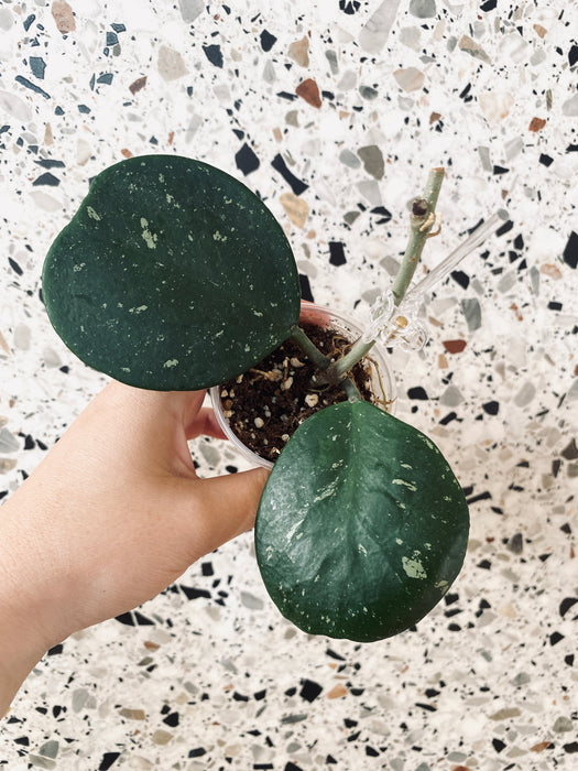 Hoya obovata