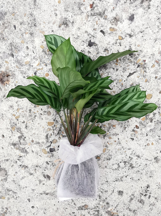 Calathea freddie
