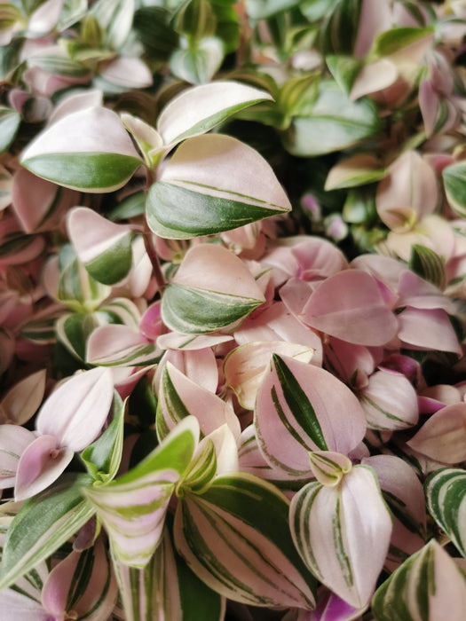 Tradescantia tricolor rosa
