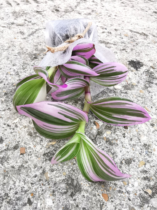 Tradescantia nanouk