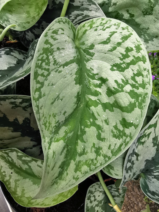 Scindapsus pothos pictus trebie