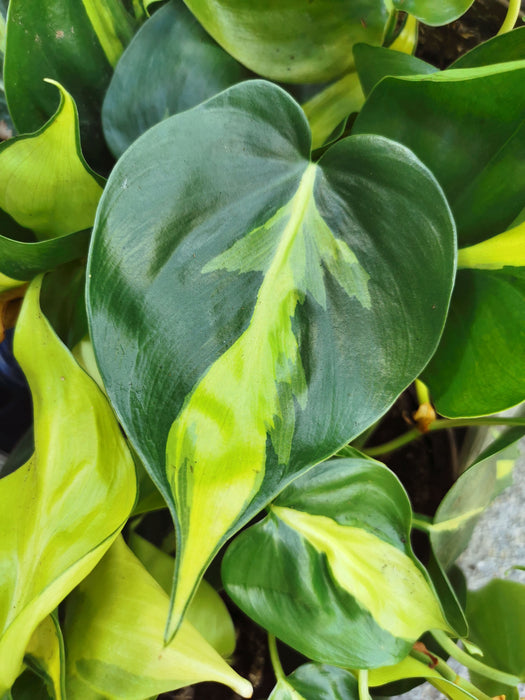 Philodendron scandens brasil