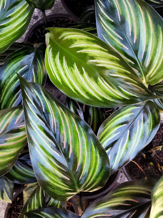 Calathea ornata beauty star - medium