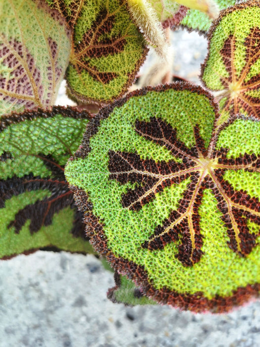 Begonia iron cross - médium