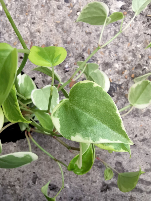 Peperomia scandens variegata