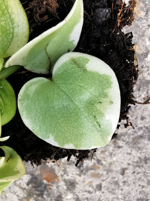 Peperomia scandens variegata
