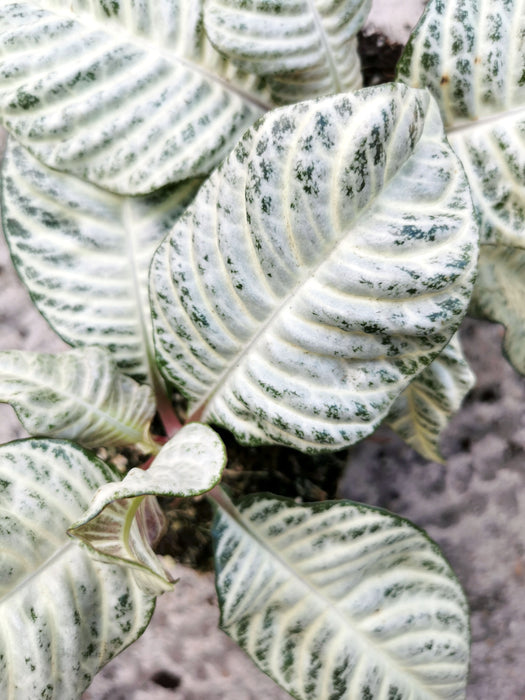 Aphelandra white wash