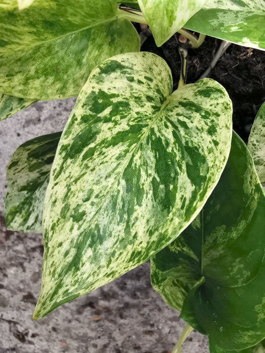 Scindapsus pothos marble queen