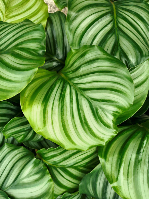 Calathea orbifolia