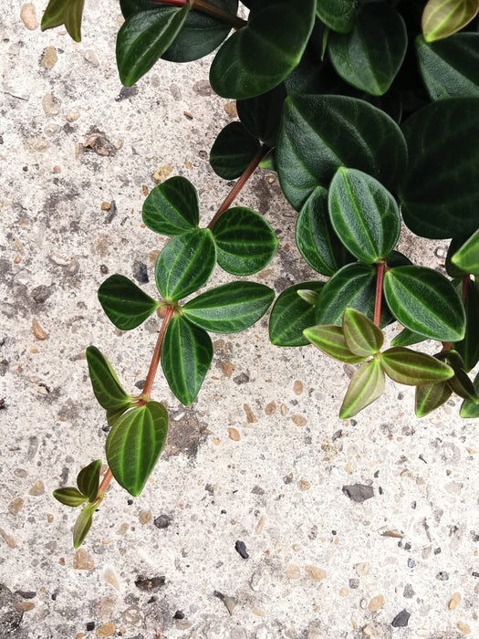 Peperomia rocca scuro