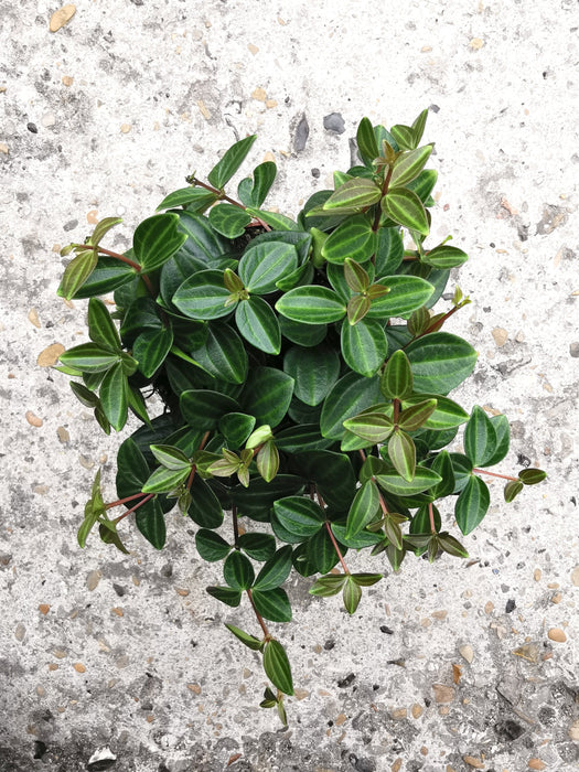 Peperomia rocca scuro