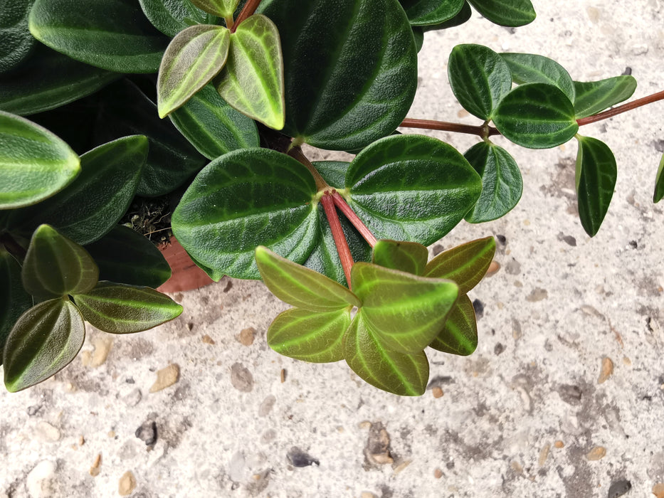 Peperomia rocca scuro