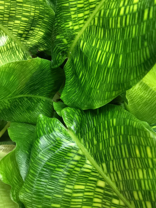 Calathea musaica / network