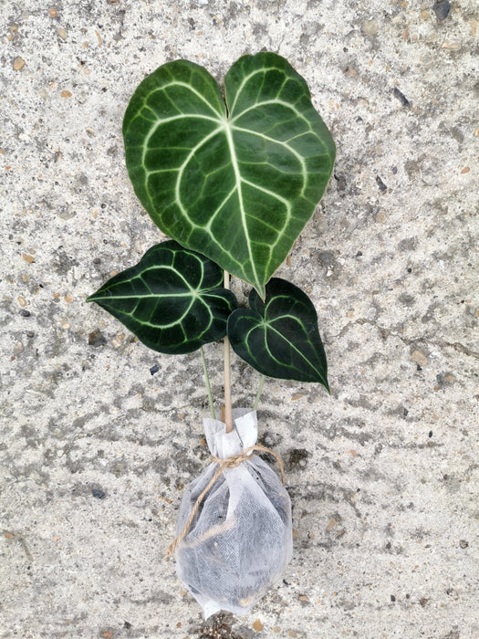 Anthurium clarinervium