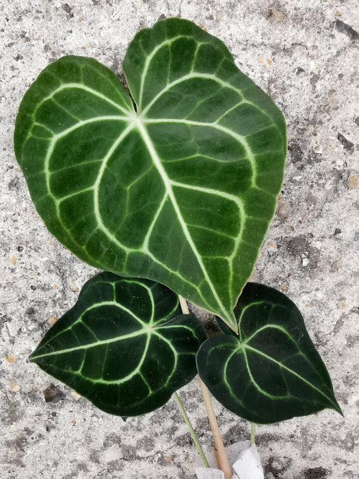 Anthurium clarinervium