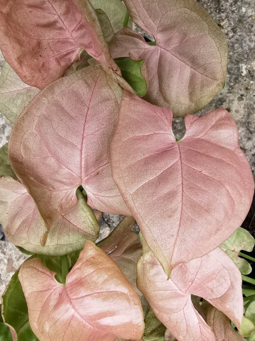 Syngonium neon robusta