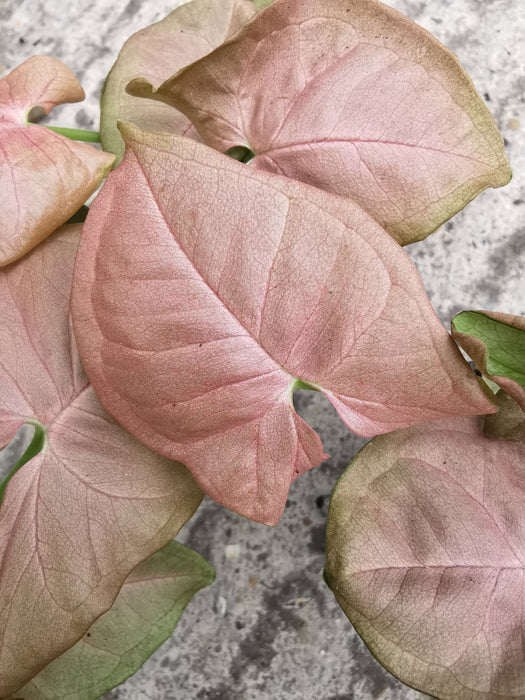 Syngonium neon robusta