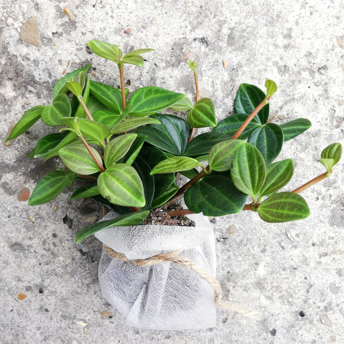 Peperomia rocca scuro